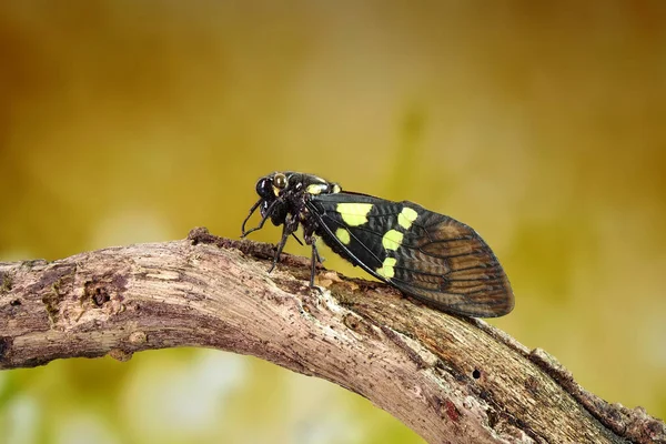 キカダ 蝶のセミは 幅広い多色の翼を持ちます 緑と青の蝶の羽セミ Gaeana Cheni は中国と東南アジア ミャンマー のセミ種です — ストック写真