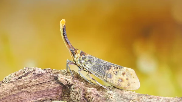 Fehér Szárnyú Lámpás Légy Pyrops Astate Egy Faj Planthopper Található — Stock Fotó