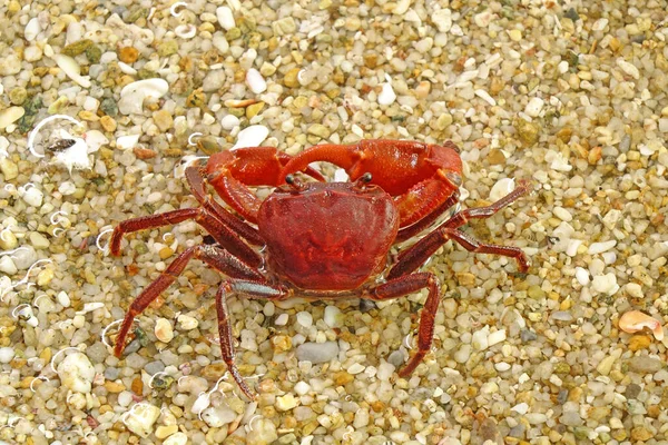 Rote Krabbe Strand Selektiver Fokus — Stockfoto