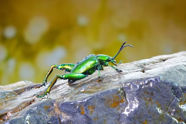 Escarabajo Escarabajo Hoja Patas Grandes Patas Rana Sagra Femorata Escarabajos — Foto de Stock