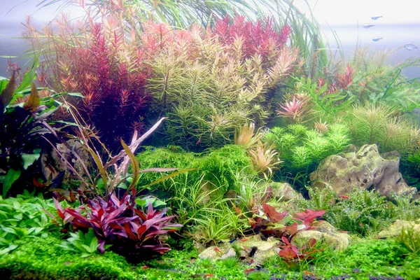 熱帯魚水族館タンクのカラフルな水生植物 選択的焦点 ストック写真