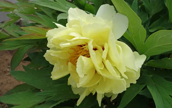 Flores Peônia Amarela Chinesa Foco Seletivo Fundo Natureza Turva — Fotografia de Stock