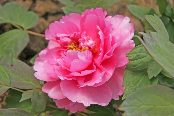 Flores Peônia Rosa Chinesas Foco Seletivo Fundo Natureza Turva — Fotografia de Stock