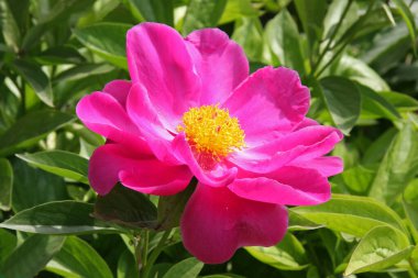 Çin Pembe Şakayık Çiçekleri. Seçici odak, bulanık doğa arkaplanı.