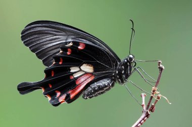 Kelebek: Yaygın Mormon (