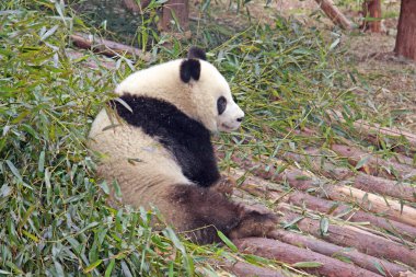 Dev Panda, nesli tükenmekte olan konuşmalar ve korunma altında. Seçici odak.