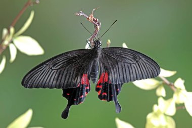 Kelebek: Yaygın Mormon (