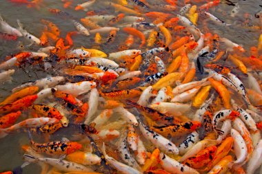  Gölette renkli sazanlar (Koi)