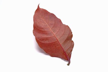 Yaprak: Graptophyllum pictum 'un (Karikatür-bitki) kırmızı yaprağı (Melez) da iyi bilinen bir bahçe çalısıdır. Beyaz arkaplanda izole.