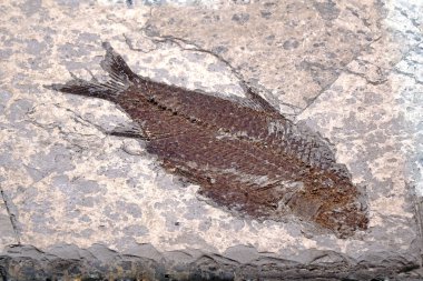 Fosil: Balık Fosili (Lycoptera sp.) Jurasik çağdan.