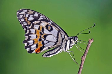 Limon kelebeği (Papilio demoleus) olarak bilinen limon kelebeği, limon kırlangıcı, küçük turunçgil kelebeği, kareli kırlangıç, siyah kırlangıç ve turunç kırlangıç olarak bilinir. Seçici odak.
