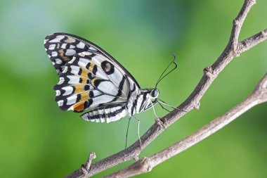 Limon kelebeği (Papilio demoleus) olarak bilinen limon kelebeği, limon kırlangıcı, küçük turunçgil kelebeği, kareli kırlangıç, siyah kırlangıç ve turunç kırlangıç olarak bilinir. Seçici odak.
