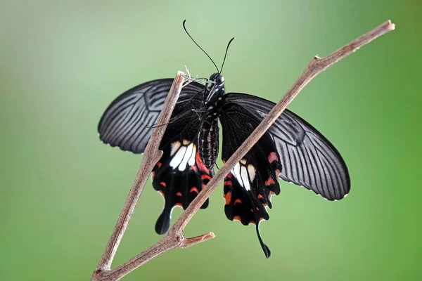 Motýl Běžný Mormon Papilio Polytes Běžný Druh Motýla Swallotail Široce — Stock fotografie