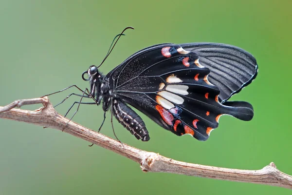 Butterfly Common Mormon Papilio Polytes Common Species Swallotail Butterfly Widely — Stock Photo, Image