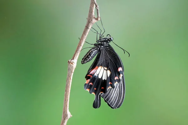 一般的なモルモン Papilio Polytes アジア全域に広く分布するスワロテール蝶の一般的な種です メスモルモン蝶 選択的フォーカス ぼやけた自然背景 スペースのコピー — ストック写真