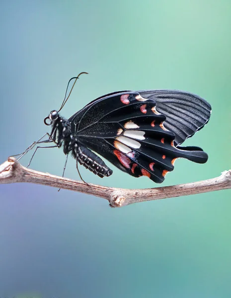 Motýl Běžný Mormon Papilio Polytes Běžný Druh Motýla Swallotail Široce — Stock fotografie