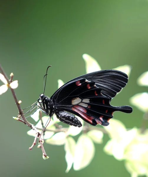 一般的なモルモン Papilio Polytes アジア全域に広く分布するスワロテール蝶の一般的な種です メスモルモン蝶 選択的フォーカス ぼやけた自然背景 スペースのコピー — ストック写真