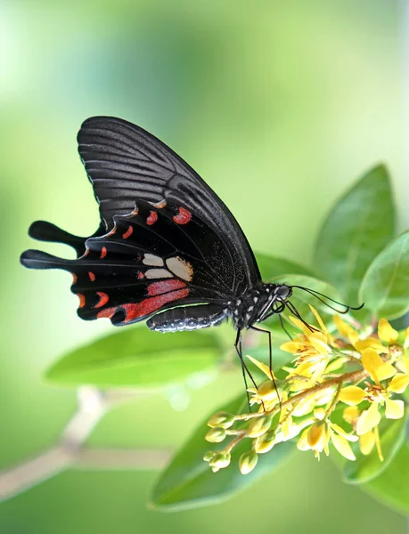 Motýl Běžný Mormon Papilio Polytes Běžný Druh Motýla Swallotail Široce — Stock fotografie