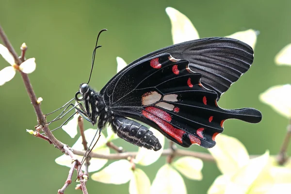 Бабочка Обыкновенный Мормон Papilio Polytes Распространенный Вид Бабочки Swallotail Широко — стоковое фото