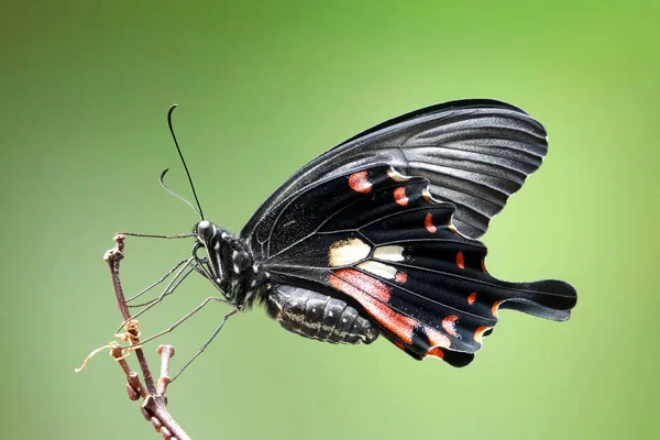 一般的なモルモン Papilio Polytes アジア全域に広く分布するスワロテール蝶の一般的な種です メスモルモン蝶 選択的フォーカス ぼやけた自然背景 スペースのコピー — ストック写真