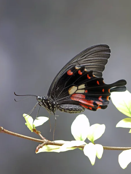 一般的なモルモン Papilio Polytes アジア全域に広く分布するスワロテール蝶の一般的な種です メスモルモン蝶 選択的フォーカス ぼやけた自然背景 スペースのコピー — ストック写真