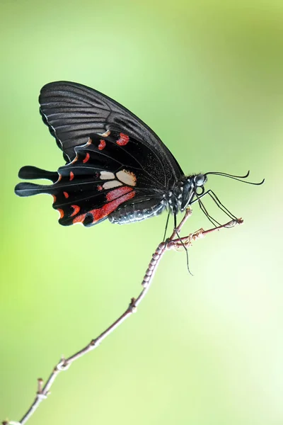 Motýl Běžný Mormon Papilio Polytes Běžný Druh Motýla Swallotail Široce — Stock fotografie