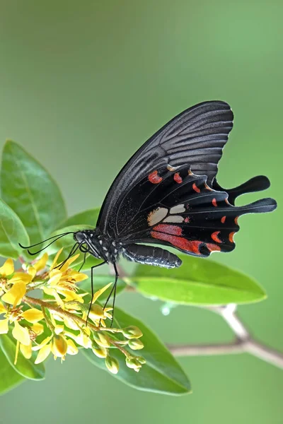 Motýl Běžný Mormon Papilio Polytes Běžný Druh Motýla Swallotail Široce — Stock fotografie