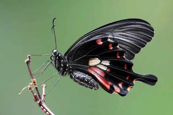 Mariposa Mormón Común Papilio Polytes Una Especie Común Mariposa Swallotail — Foto de Stock