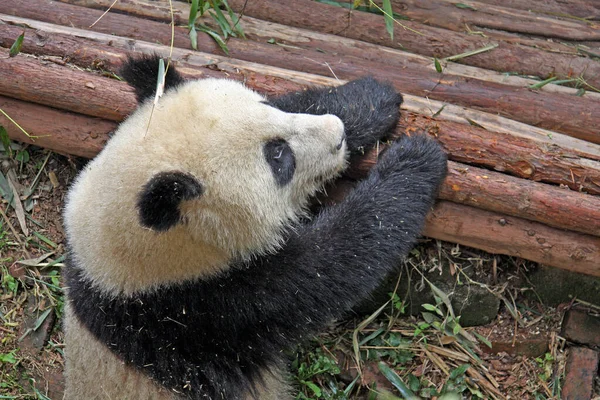 Olbrzymia Panda Zagrożone Gatunki Chronione Skupienie Selektywne — Zdjęcie stockowe