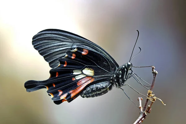 一般的なモルモン Papilio Polytes アジア全域に広く分布するスワロテール蝶の一般的な種です メスモルモン蝶 選択的フォーカス ぼやけた自然背景 スペースのコピー — ストック写真