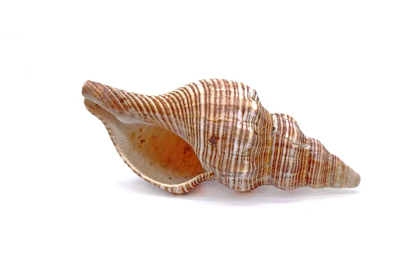 白い背景に孤立した貝殻 — ストック写真