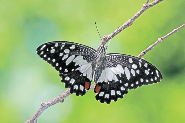 Gemeenschappelijke Limoenvlinder Papilio Demoleus Bekend Als Citroenvlinder Limoenzwaluwstaart Kleine Citrusvlinder — Stockfoto