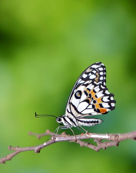 Mariposa Común Lima Papilio Demoleus Conocida Como Mariposa Limón Cola —  Fotos de Stock