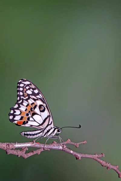 Обыкновенная Лаймовая Бабочка Papilio Demoleus Известная Лимонная Бабочка Лаймовый Ласточковый — стоковое фото