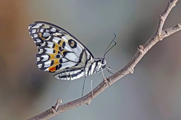 Mariposa Común Lima Papilio Demoleus Conocida Como Mariposa Limón Cola —  Fotos de Stock
