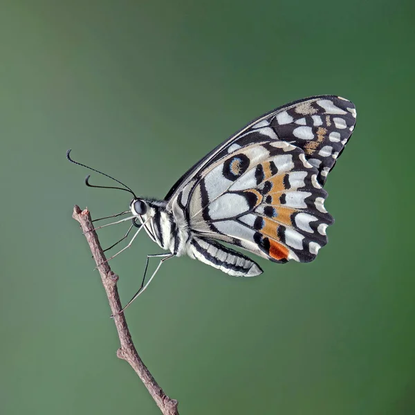 Borboleta Limão Comum Papilio Demoleus Conhecida Como Borboleta Limão Rabo — Fotografia de Stock