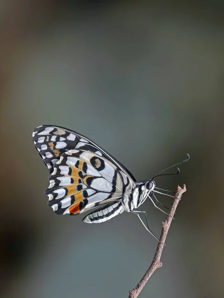 常见的石灰蝴蝶 Papilio Demoleus 被称为柠檬蝴蝶 石灰燕尾 小柑橘蝴蝶 弯曲燕尾 黑色燕尾和柑橘燕尾 有选择的重点 — 图库照片