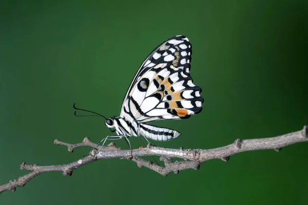 Gemeenschappelijke Limoenvlinder Papilio Demoleus Bekend Als Citroenvlinder Limoenzwaluwstaart Kleine Citrusvlinder — Stockfoto