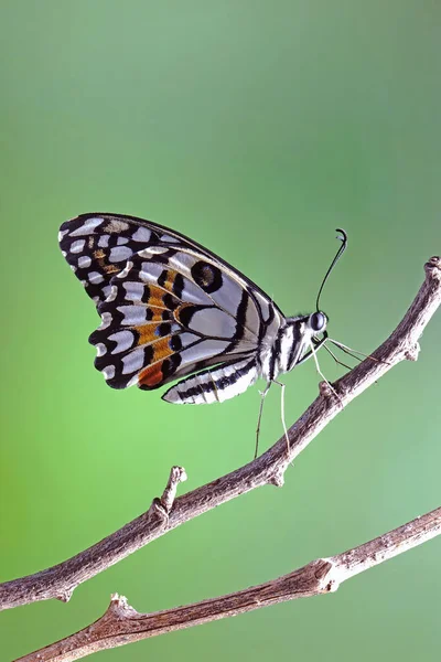 Mariposa Común Lima Papilio Demoleus Conocida Como Mariposa Limón Cola —  Fotos de Stock