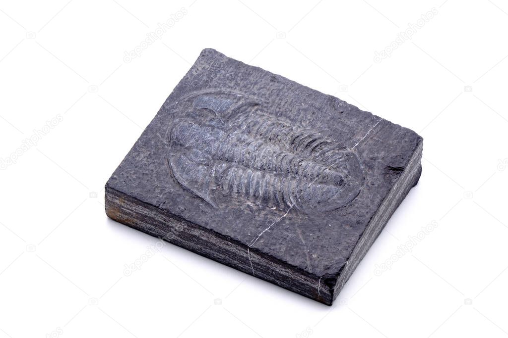 Fossil : Trilobite fossil are a fossil from group of extinct marine arachnomorph arthropods that from class Trilobita. Isolated on white background.                              