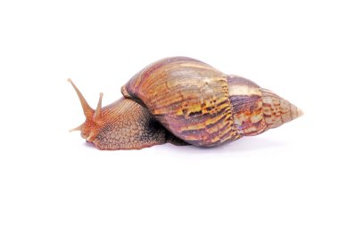 Salyangoz beyaz arka planda izole edilmiş. Afrika dev salyangozu