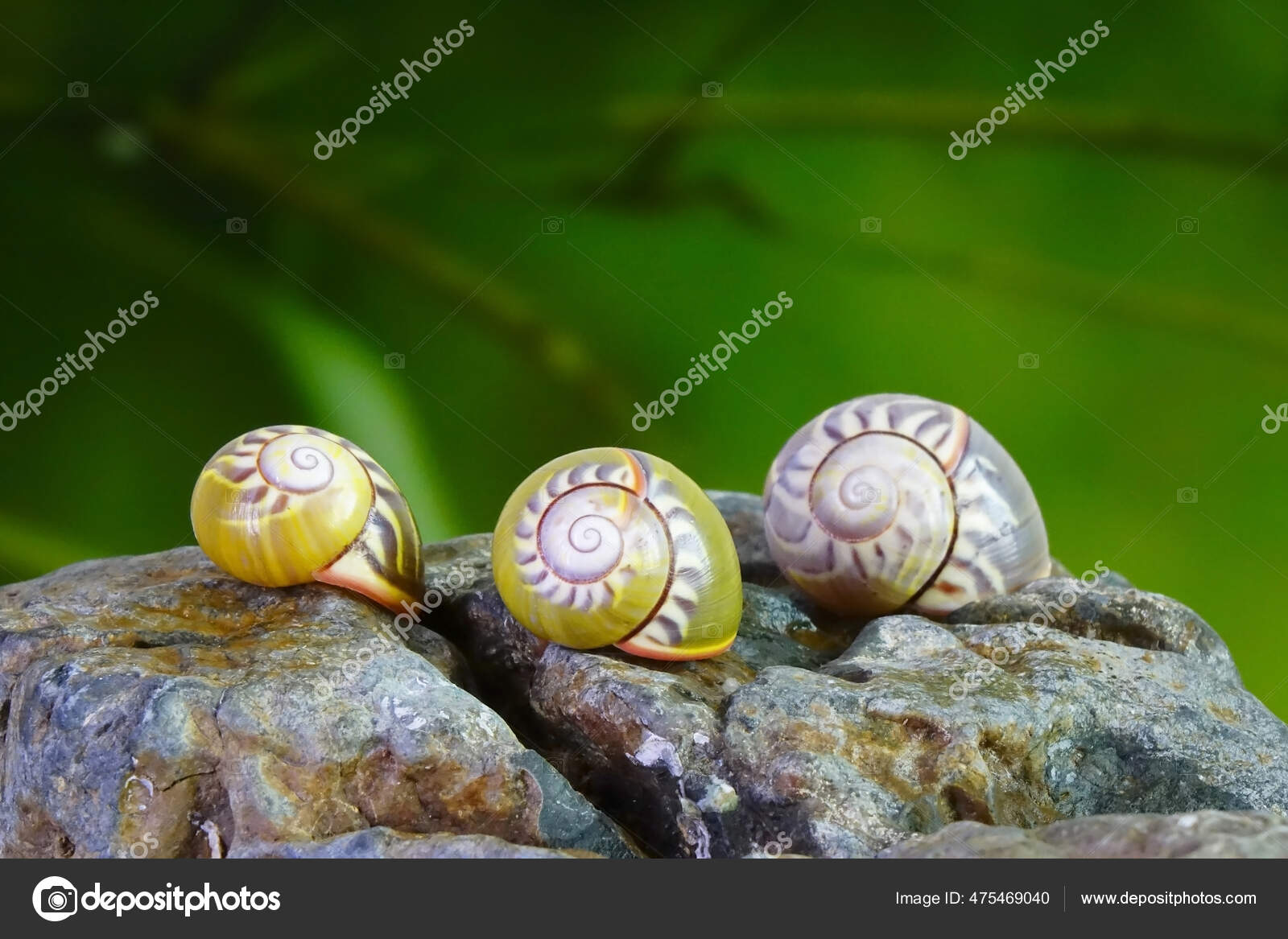 Cuban Snail Most Colorful Land Snail Cuba Known Painted Snail Stock