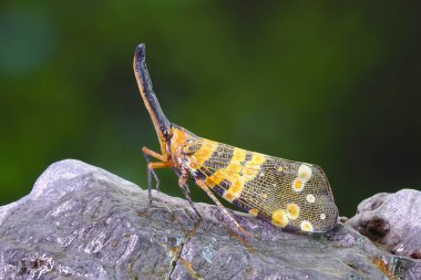 Kara Boynuzlu Fener Sineği (Pyrops spinolae), böcek dünyasının tek boynuzlu atları. Seçici odak, kopyalama alanı ile bulanık arkaplan.