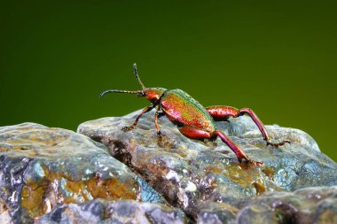Büyük bacaklı ya da kurbağa bacaklı yaprak böceği (Sagra femorata). Tayland 'ın tropikal yağmur ormanlarında metalik kırmızı renkli böcekler. Bulanık doğa arka planına sahip seçici odak.