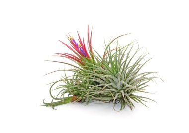 Beyaz arka planda izole edilmiş çiçekli Tillandsia iyonantası. Tillandsia gökyüzü bitkisidir, dikkatsiz ve bakımsız bitkilerdir. Toprak gerektirmeyen, sadece bol su, güneş ışığı ve iyi hava akımı gerektiren süs bitkileridir..