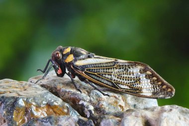 Cicada: Mavi kelebek kanatlı ağustos böceği (Distantalna splendida), ağustos böceği kanatlıgiller (Tayland, Myanmar ve Hindistan) familyasından bir ağustos böceği türü. Yaz böceği.