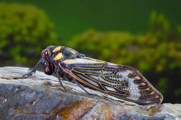 Mavi Kelebek Kanatlı Ağustos Böceği Distantalna Splendida Ağustos Böceği Türü — Stok fotoğraf