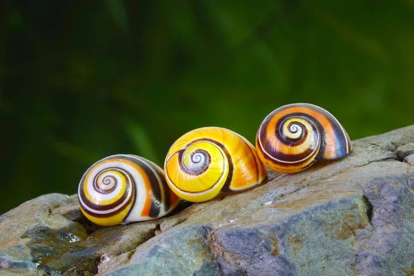 Escargot Terrestre Cubain Polymita Picta Escargot Peint Escargot Terrestre Coloré — Photo