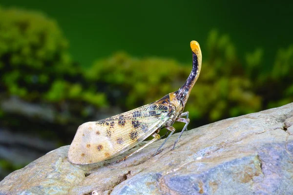 화이트 White Wing Lantern Fly Pyrops Astarte 동남아시아에서 발견되며 버그로 — 스톡 사진