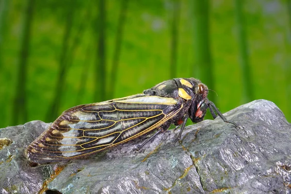 Cicada Modrá Motýlí Křídla Cicada Distantalna Splendida Druh Cikády Jihovýchodní — Stock fotografie